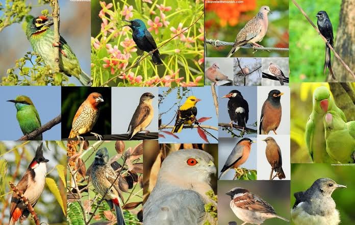 मसूरी वन्यजीव विहार पक्षी गणना में 85 प्रजातियों के 958 पक्षी दर्ज किए गए