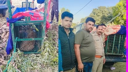 आतंक के पर्याय गुलदार को आखिरकार देहरादून के विकासनगर के शंकरपुर में पिंजरे में बंद कर दिया गया