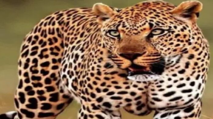 चिन्यालीसौड़ में गुलदार का ग्रामीण पर हमला, मानव-वन्यजीव संघर्ष पर फिर उठे सवाल