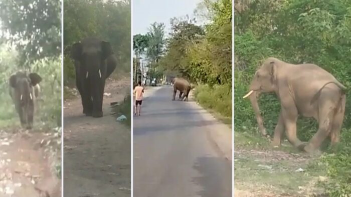 डोईवाला सत्तीवाला गांव में वीडियो बनाने लगी लड़की गजराज को आया गुस्सा , पटाखे फोड़े और हाथी को जंगल की तरफ खदेड़ा