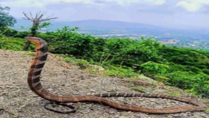 मसूरी के रेस्टोरेंट से निकला किंग कोबरा, हंगामा, वन विभाग ने छोड़ा जंगल में