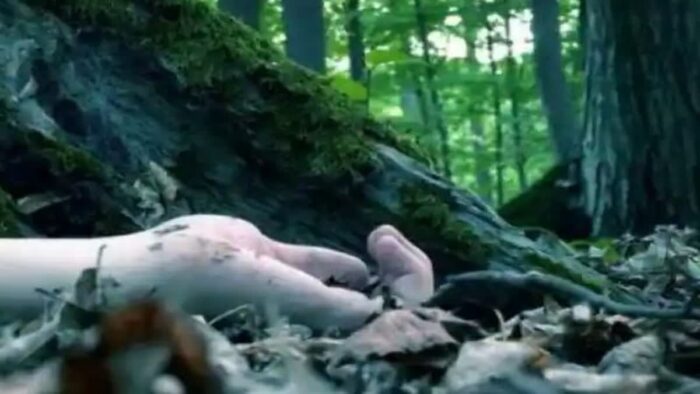 महिला संदिग्ध परिस्थितियों में जंगल में घायल मिली , पति भी लापता, पुलिस ने शुरू की जांच