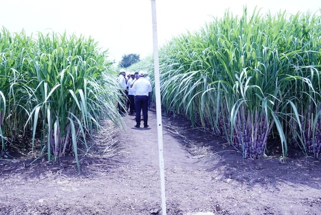 यूपीएल ने शाश्वत मिठास से लिखी टिकाऊ कृषि की नई कहानी