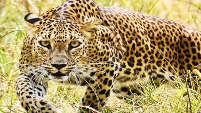 पौड़ी में गुलदार ने एक बच्ची समेत दो लोगों पर हमला किया