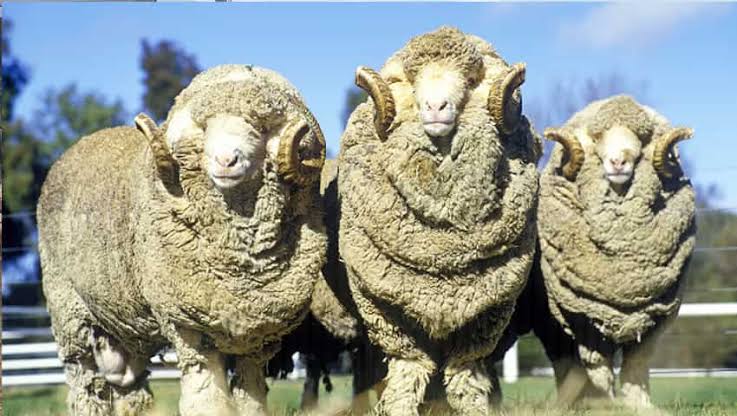 मेरीनों भेड़ पालन को बढ़ावा देने के लिए उत्तराखंड और ऑस्ट्रेलिया ब्रीडर के बीच जल्द होगा एमओयू: मुख्यमंत्री