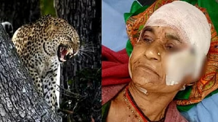 साहस : अपनी बहू को बचाने के लिए गुलदार से भिड़ी सास , खींचा लेकिन नहीं मानी हार, फिर ऐसे बचाई दोनों की जान