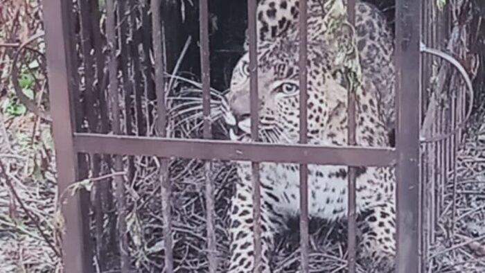 पौडी में तीन बच्चों पर हमला करने के कुछ दिन बाद पिंजरे में बंद गुलदार को वन विभाग ने रेस्क्यू किया