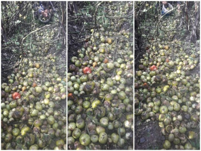 भारी बारिश से टमाटर की फसल बर्बाद, किसानों ने की मुआवजे की मांग
