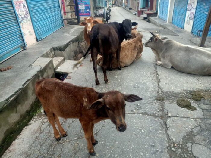 नगर पालिका में आवारा पशुओं और पानी की कमी पर चिंता व्यक्त करते हुए जय हो ग्रुप ने उप जिलाधिकारी को ज्ञापन सौंपा