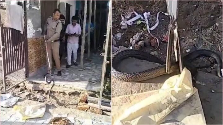 घर में खेलते समय भाई-बहन को कोबरा नाग ने काटा , गंभीर हालत में अस्पताल में भर्ती