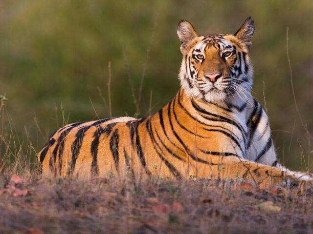 The terror of the tiger in the mountains is not taking the name of stopping, made a young man his victim