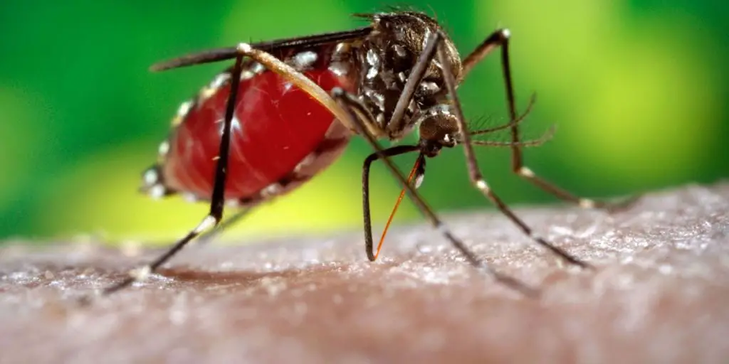 Dengue infection on the rise in plains districts of the state