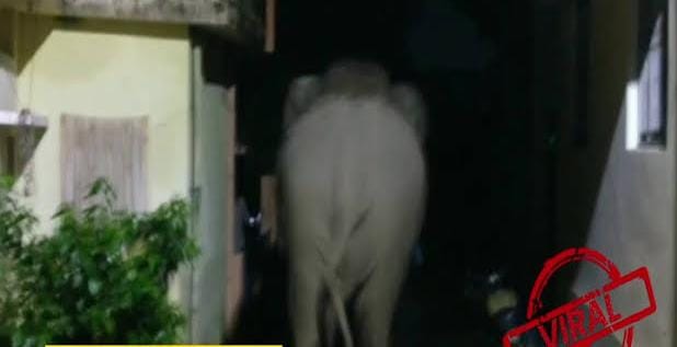 ऋषिकेश : गंगानगर की सड़कों पर घूमता दिखा एक हाथी, लोगों में दहशत