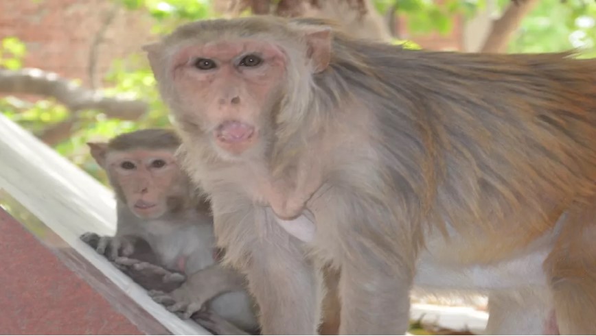 People worried due to monkey terror