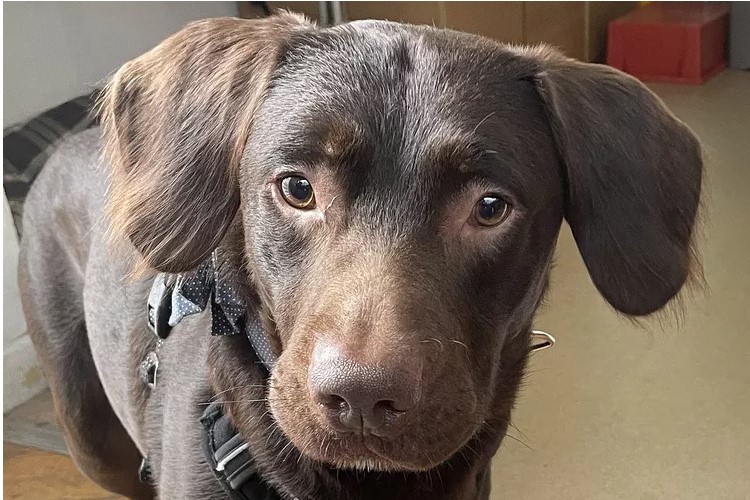 Girl trapped after giving beer to pet dog