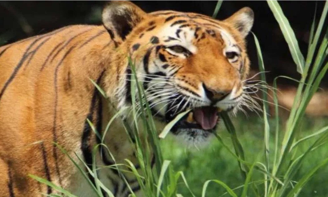 Man-eater Guldar hunter killed