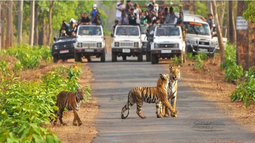 Government ready for CBI investigation on Pakhro Tiger Safari episode