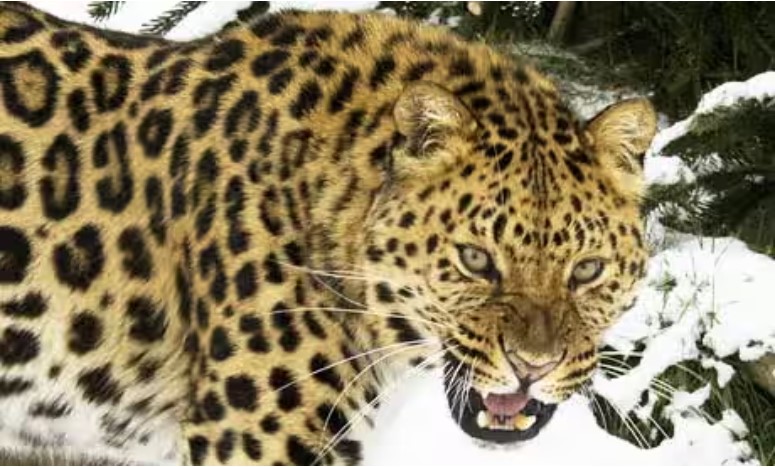 To keep leopards safe, their genetics will have to be improved.
