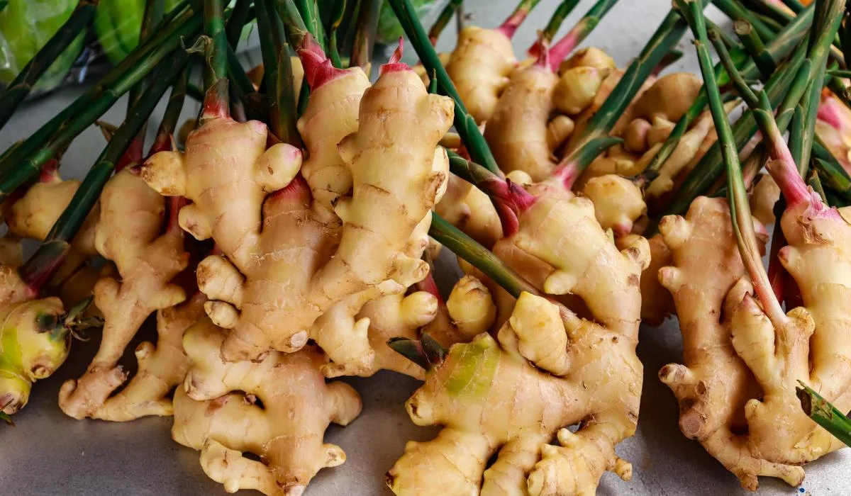 Farmers' faces lit up due to increase in ginger prices