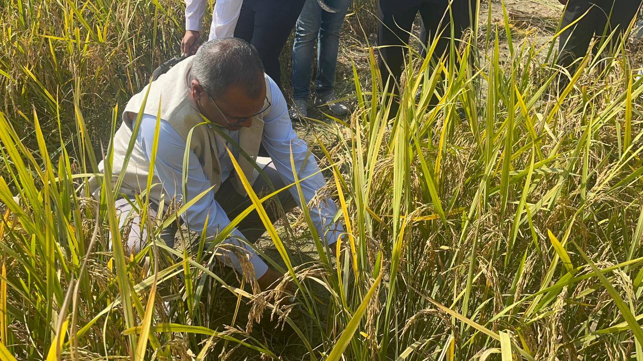 DM did crop cutting to check the productivity of paddy