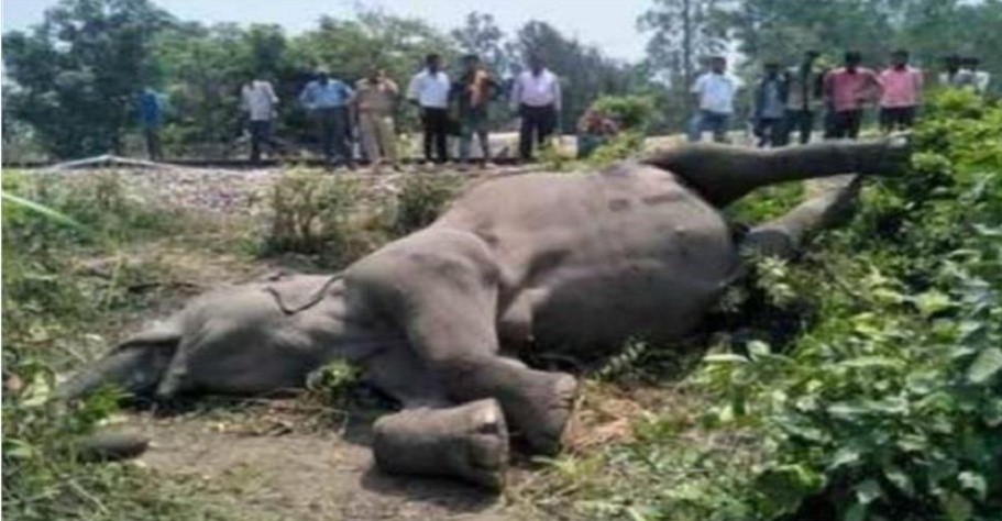 elephant collided with train