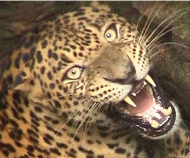 Guldar's cub dies in road accident