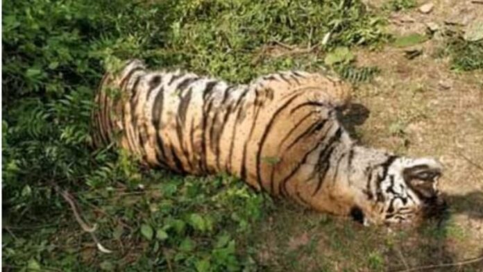 Panic after finding dead body of tigress in Bijrani range