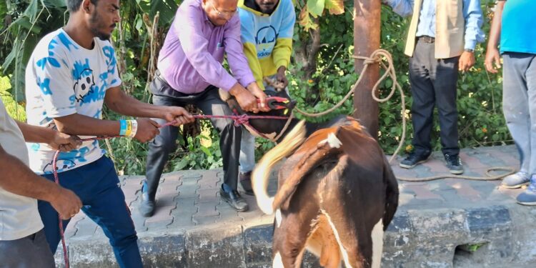 Sent seven cattle to the cow shed
