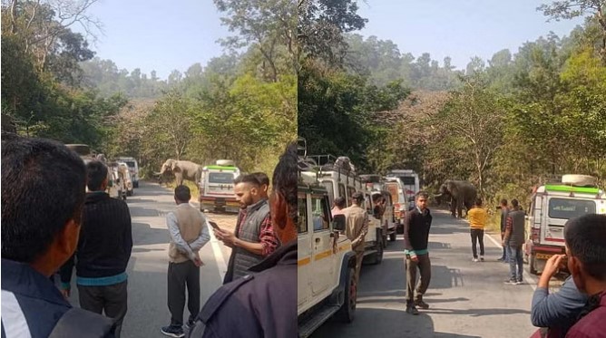 Chaos created due to arrival of elephant on the highway