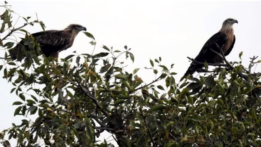 A pair of plush fish eagles have not bred in Asan Lake for six years.