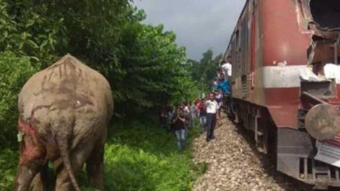 Female elephant injured after being hit by train
