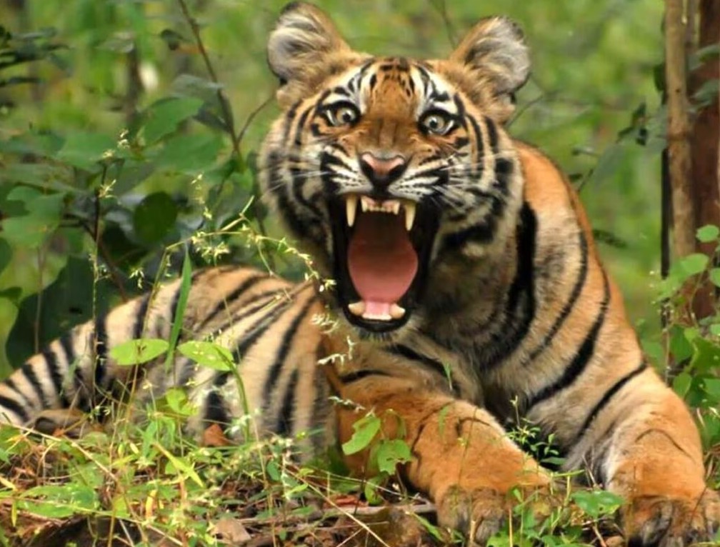 Tiger seen at a height of seven thousand feet, forest department also surprised