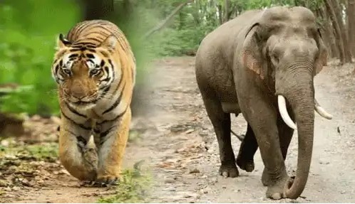 Stirred by death of tiger and elephant in Terai Eastern Forest area