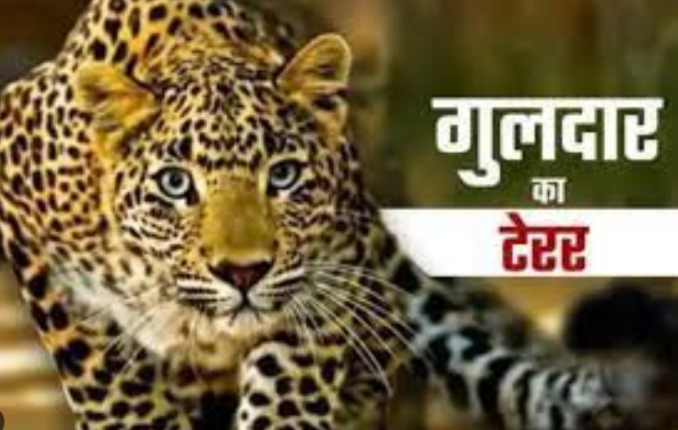 Guldar's terror continues in many areas of Bhimtal