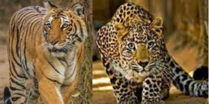 Tiger and leopard terror in many villages