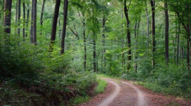 Campaign to remove forest land encroachment exposed