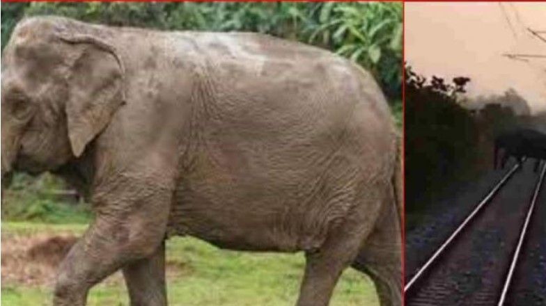 Elephant dies after being hit by train engine, child seriously injured