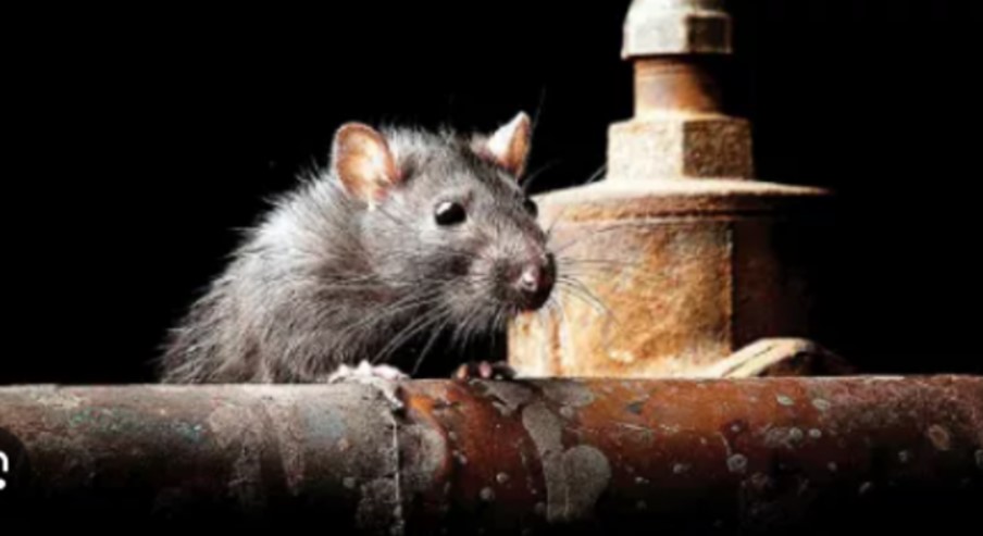 Rats gnaw on the dead body of village development officer