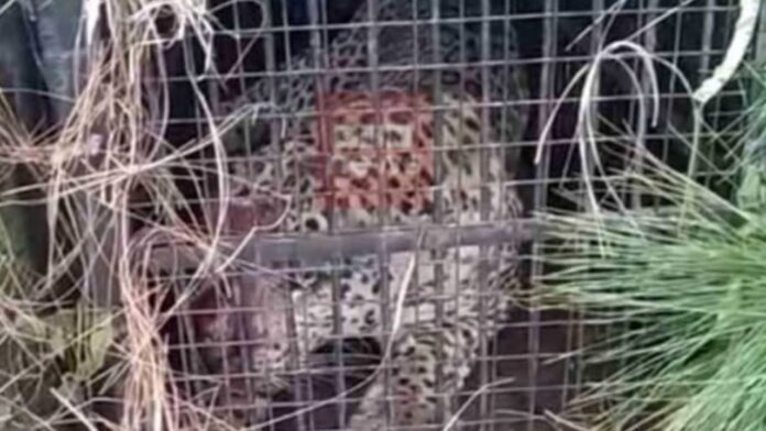 Guldar captured in cage, sample will be taken to investigate whether he is a cannibal or not