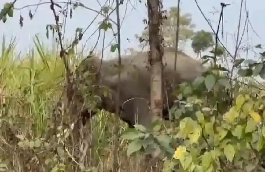 Stir in forest department due to death of tusker elephant